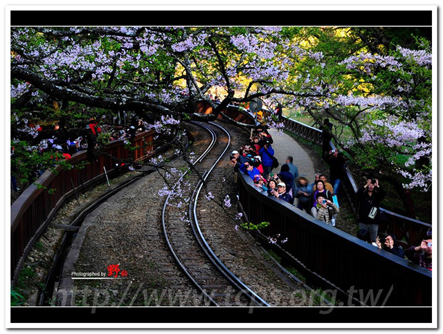 18-2~等待‧櫻花鐵道— 在阿里山(野豹老師提供)