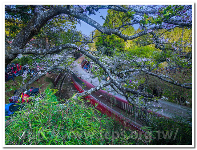 19阿里山櫻花季~沼平派出所前練拍火車-2